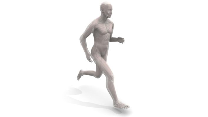 Illustration Mensch mit hervorgehobenen Körperregionen