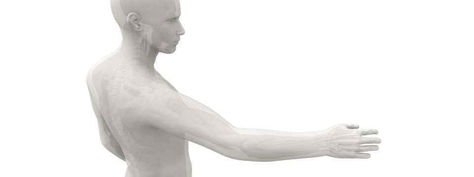 Shoulder / Arm / Hand