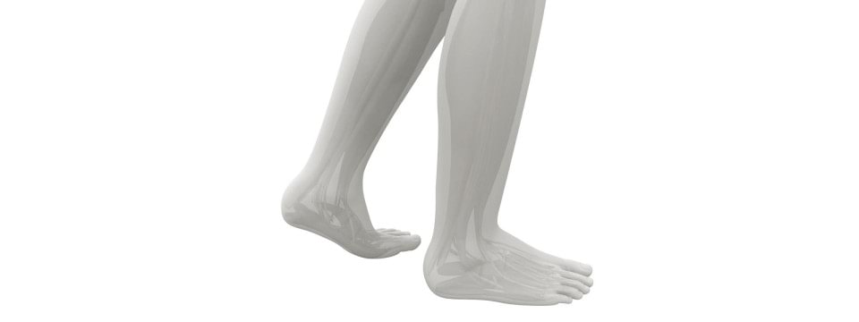 Illustration of foot and ankle