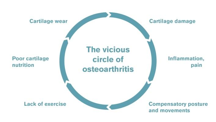 The vicious circle of osteoarthritis